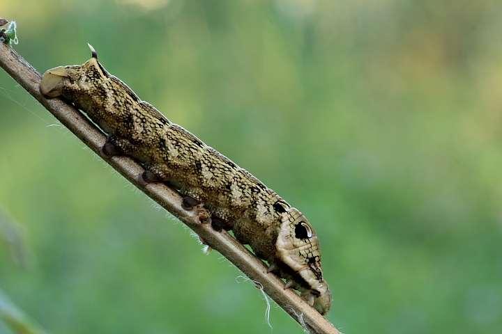 Bruco della Deilephila elpenor