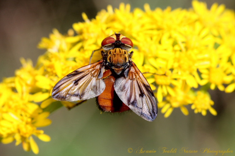 Ectophasia crassipennis e possibile Tetanocera sp.