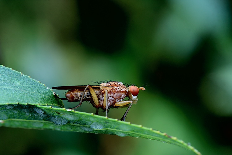 Ectophasia crassipennis e possibile Tetanocera sp.