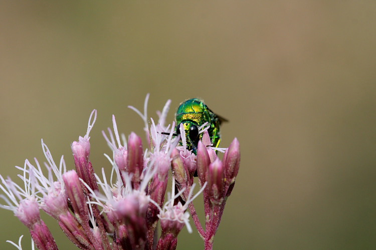 Stilbum cyanurum (Chrysididae)