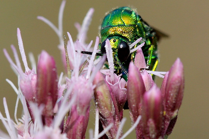 Stilbum cyanurum (Chrysididae)