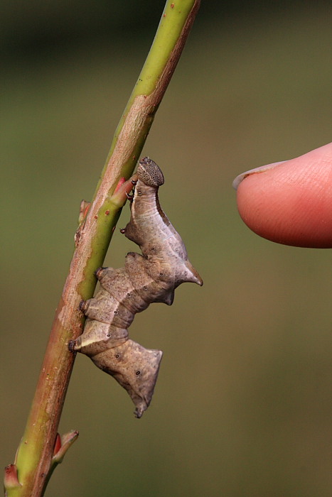 Bruchi Notodontidi con l''ultimo da identificare