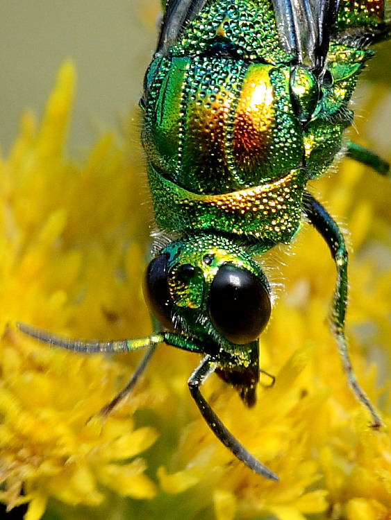 Stilbum cyanurum e differenze con S. calens (Chrysididae)
