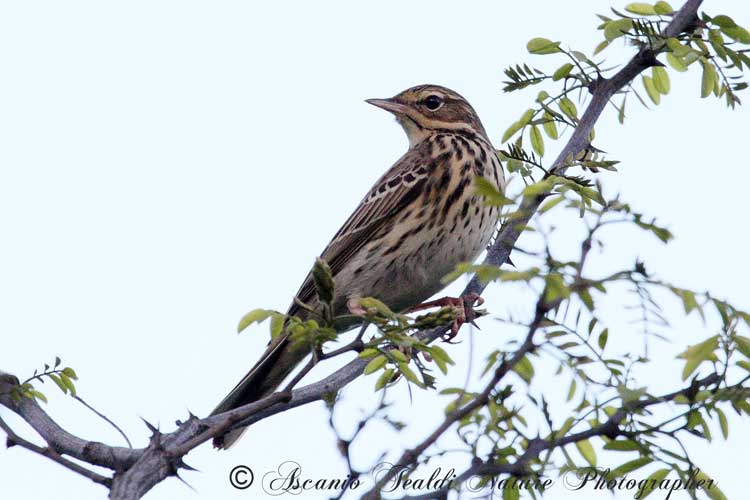 Pispola? No, Prispolone (Anthus trivialis)