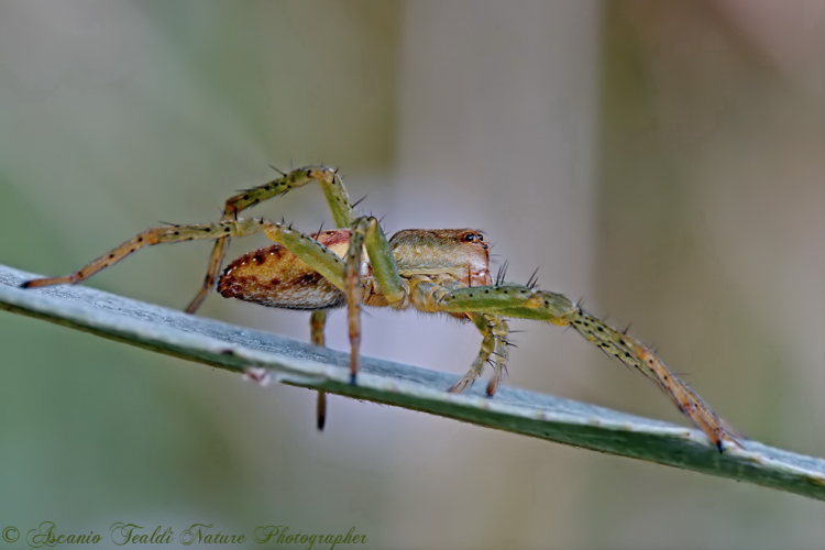 Dolomedes sp.