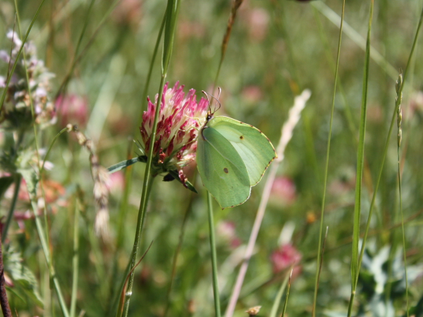 Trifolium ochroleucon var. roseum