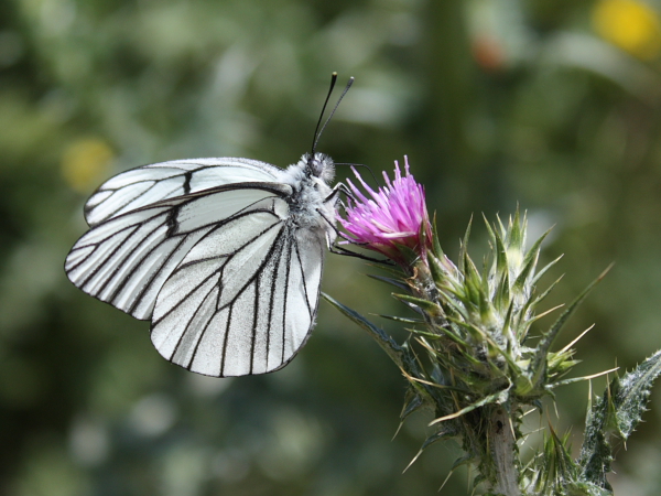 da identificare - Aporia crataegi