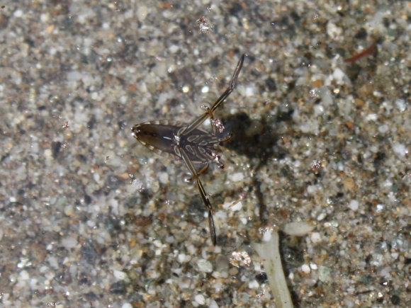 Notonecta cf maculata