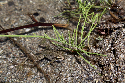 Discoglosso? Pelophylax sp. (prov. Messina)