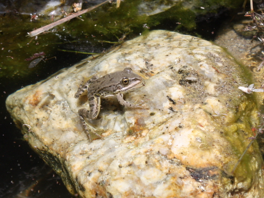 Discoglosso? Pelophylax sp. (prov. Messina)