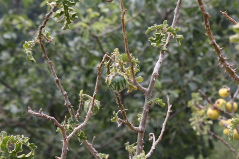 Solanum linneanum