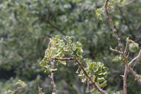 Solanum linneanum