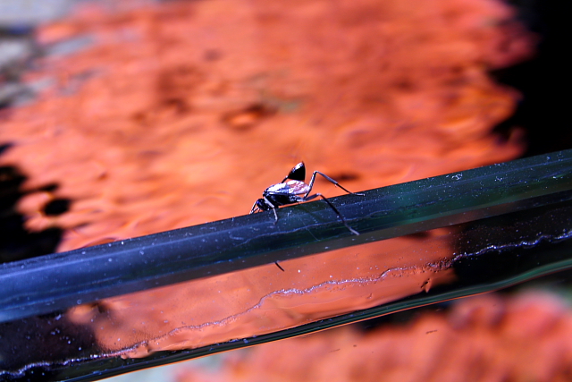 Femmina di Evaniidae