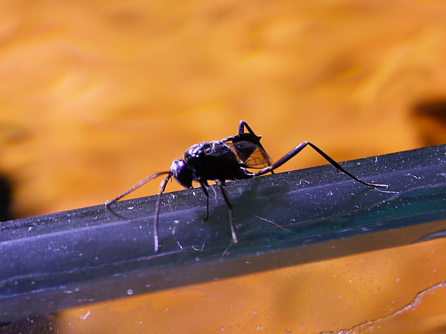 Femmina di Evaniidae
