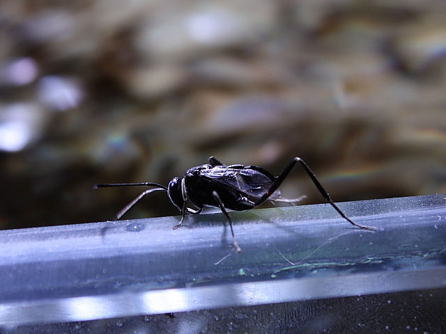 Femmina di Evaniidae