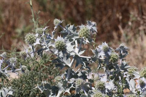 Eryngium maritimum