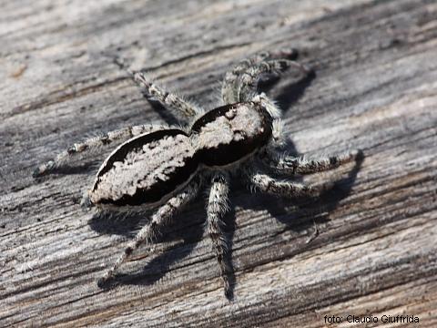 Menemerus taeniatus