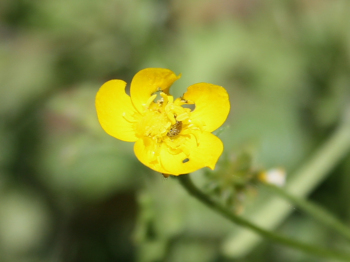 Ranunculus repens?
