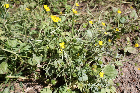Ranunculus repens?