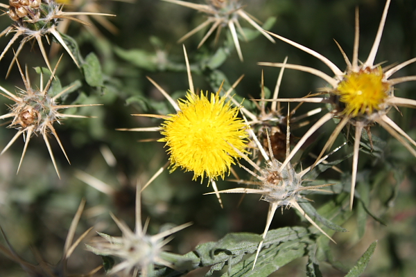 Centaurea solstitialis
