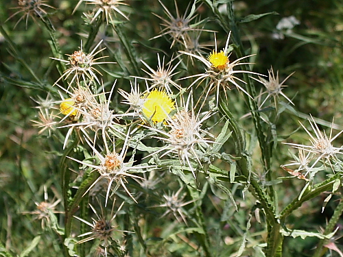 Centaurea solstitialis