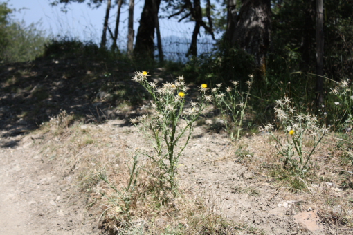 Centaurea solstitialis