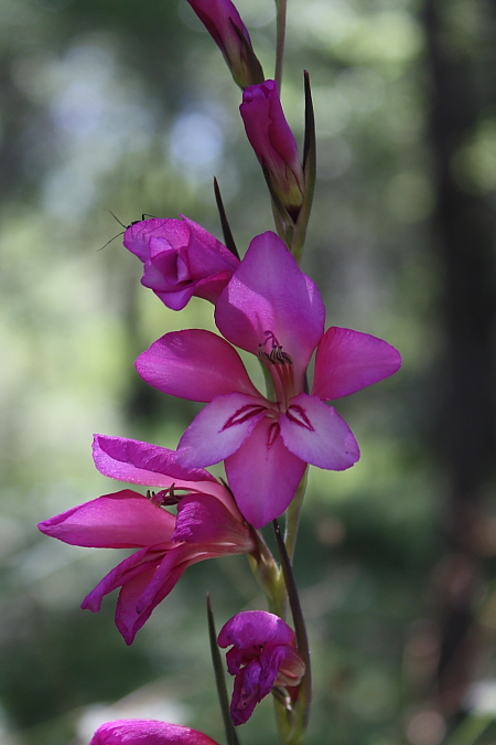 Gladiolus byzantinus / Gladiolo bizantino