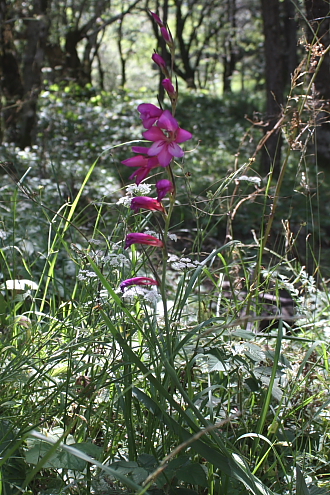 Gladiolus byzantinus / Gladiolo bizantino