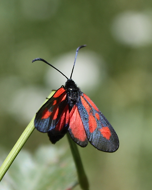 Zygaena ? - Zygaena (Zygaena) romeo