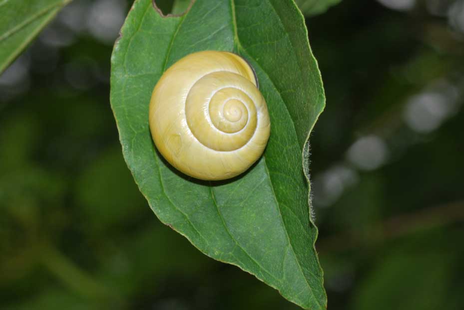 Altre chioccioline da determinare