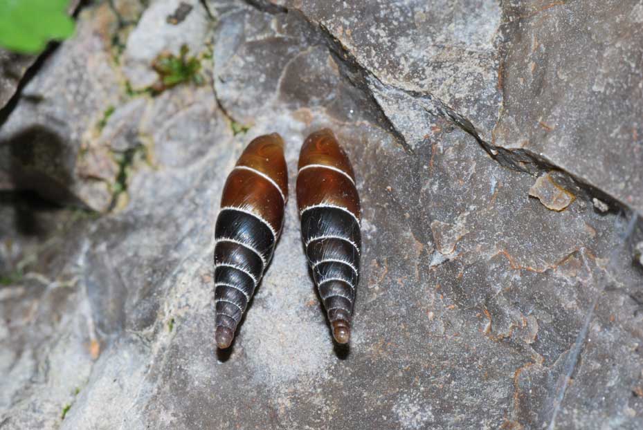 Altre chioccioline da determinare