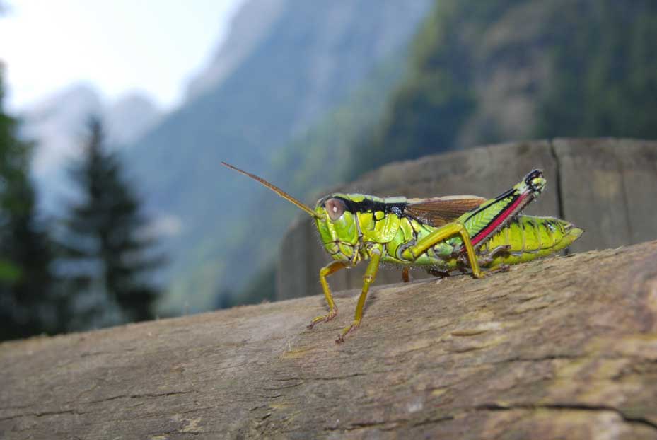 ortotteri da determinare