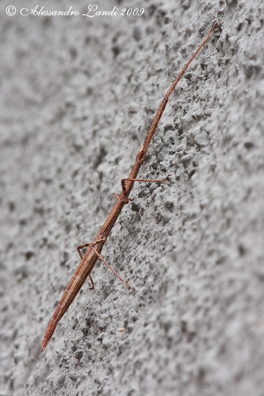Identificazione insetto stecco - Clonopsis gallica