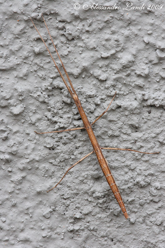 Identificazione insetto stecco - Clonopsis gallica
