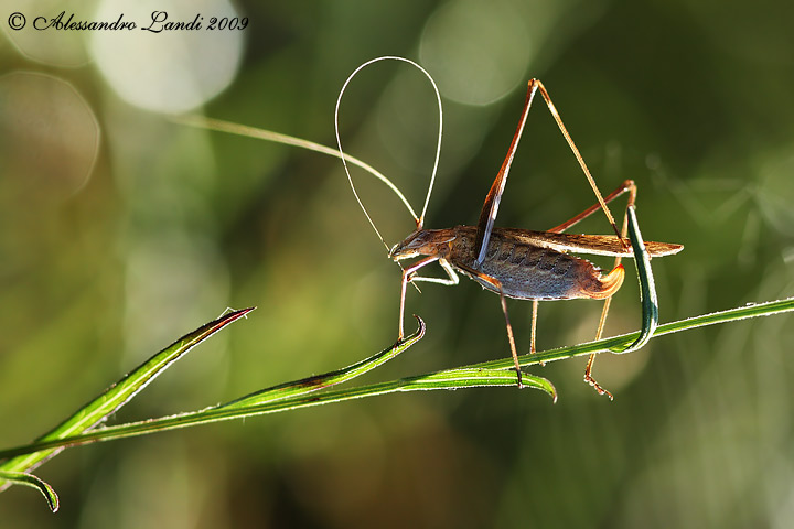 Identificazione insetto: Tylopsis lilifolia