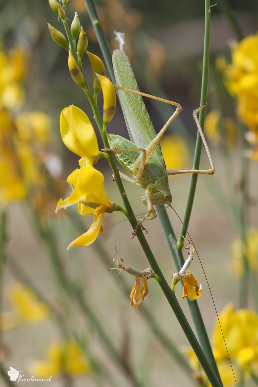 Grosso ortottero: Tettigonia viridissima