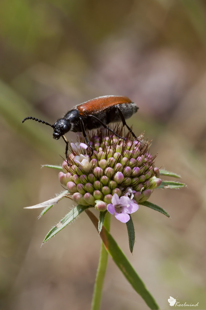 Un altro colottero, Identificazione? Lydus trimaculatus