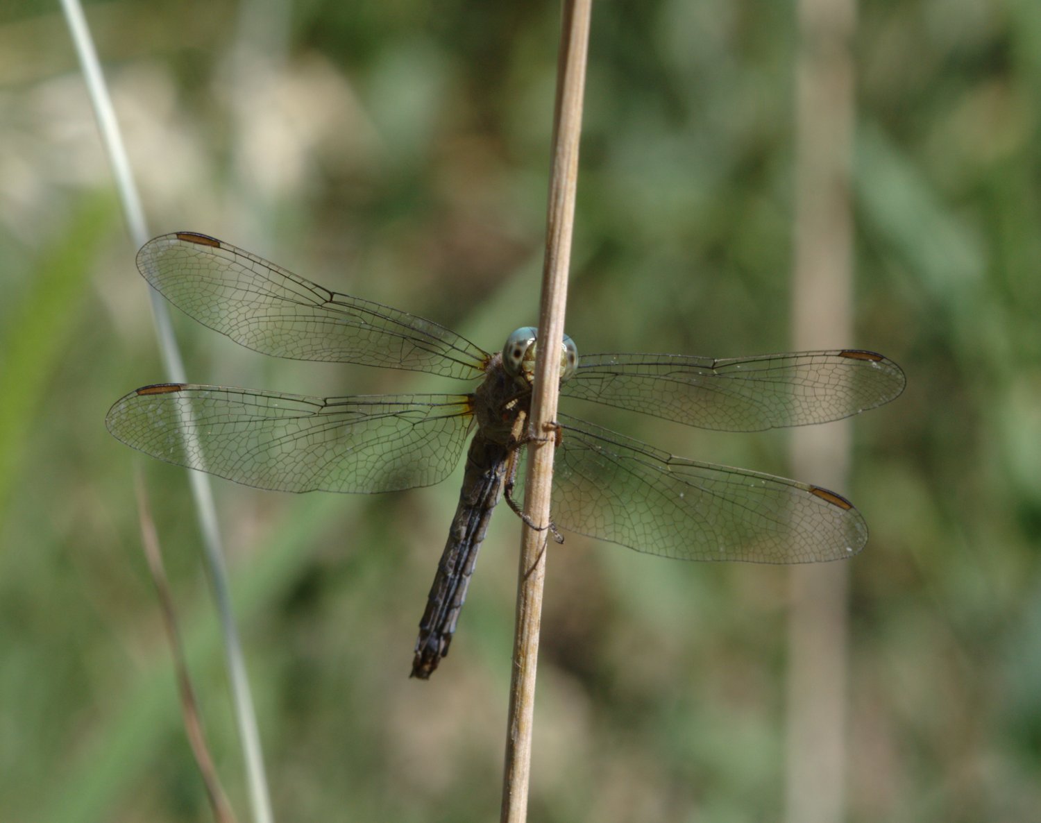 Libellula da identificare