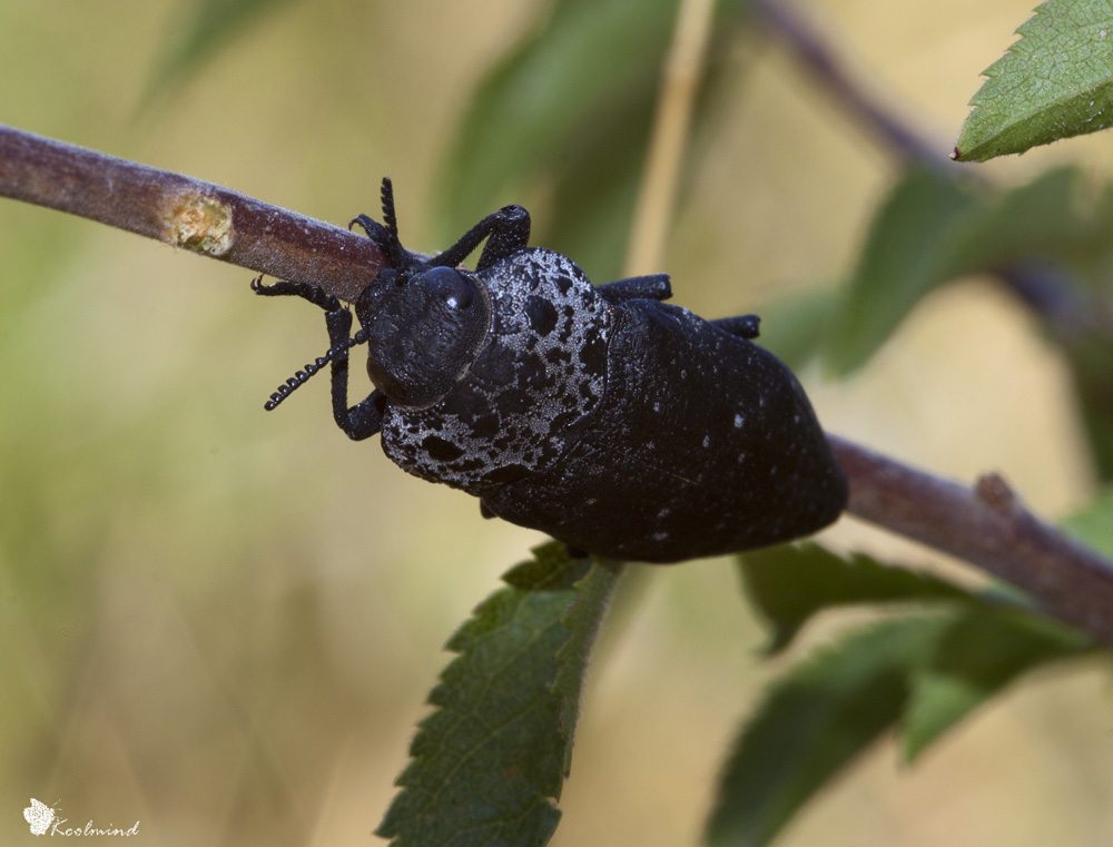 Coleottero nero appiccicoso - Identificare