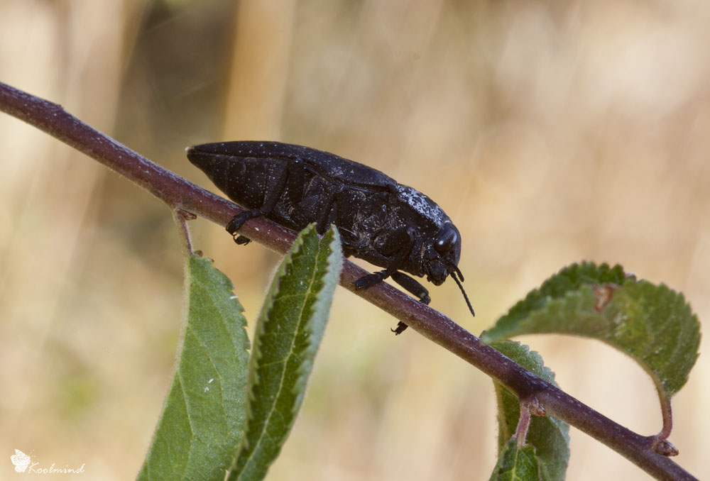 Coleottero nero appiccicoso - Identificare