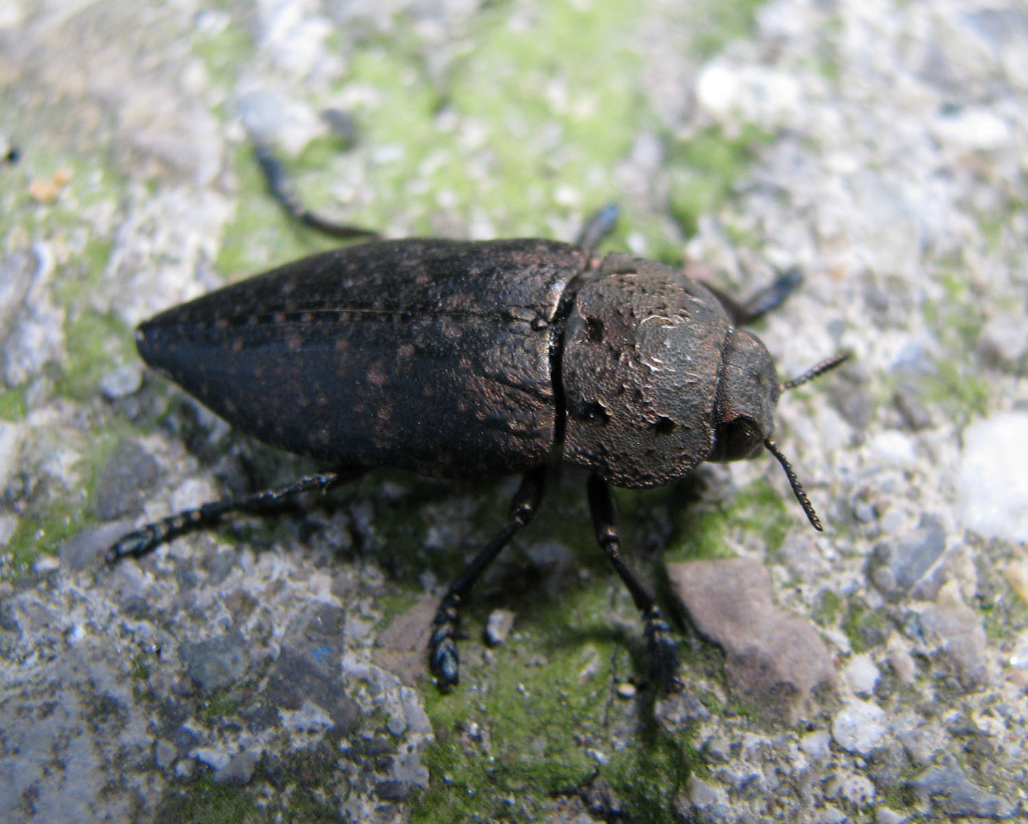 Strano insetto nero da IDENTIFICARE