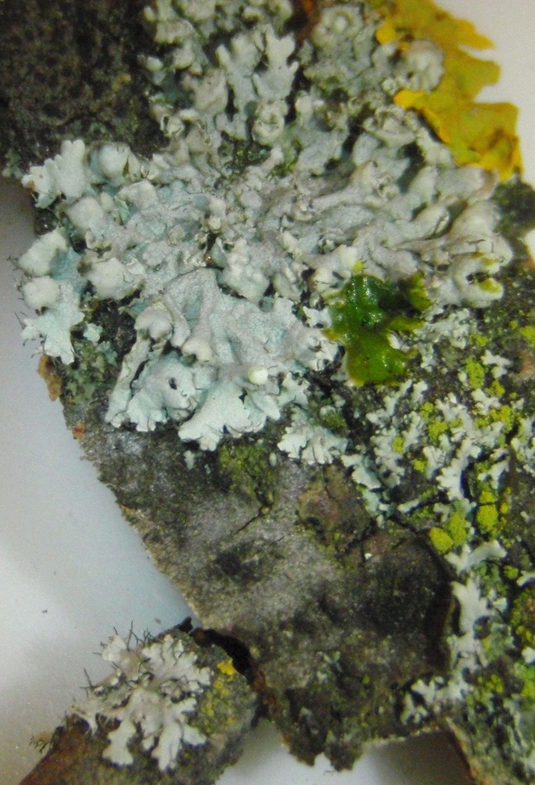 Physcia?