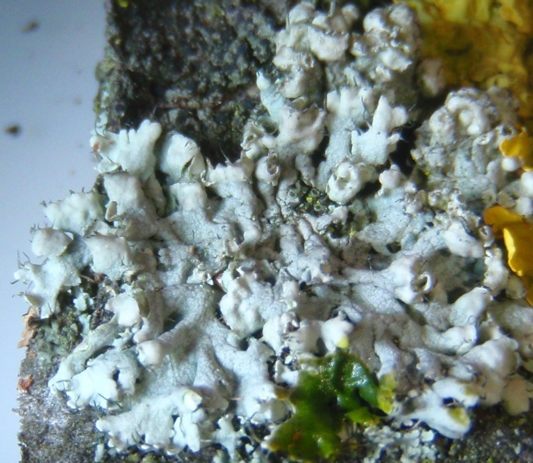Physcia?