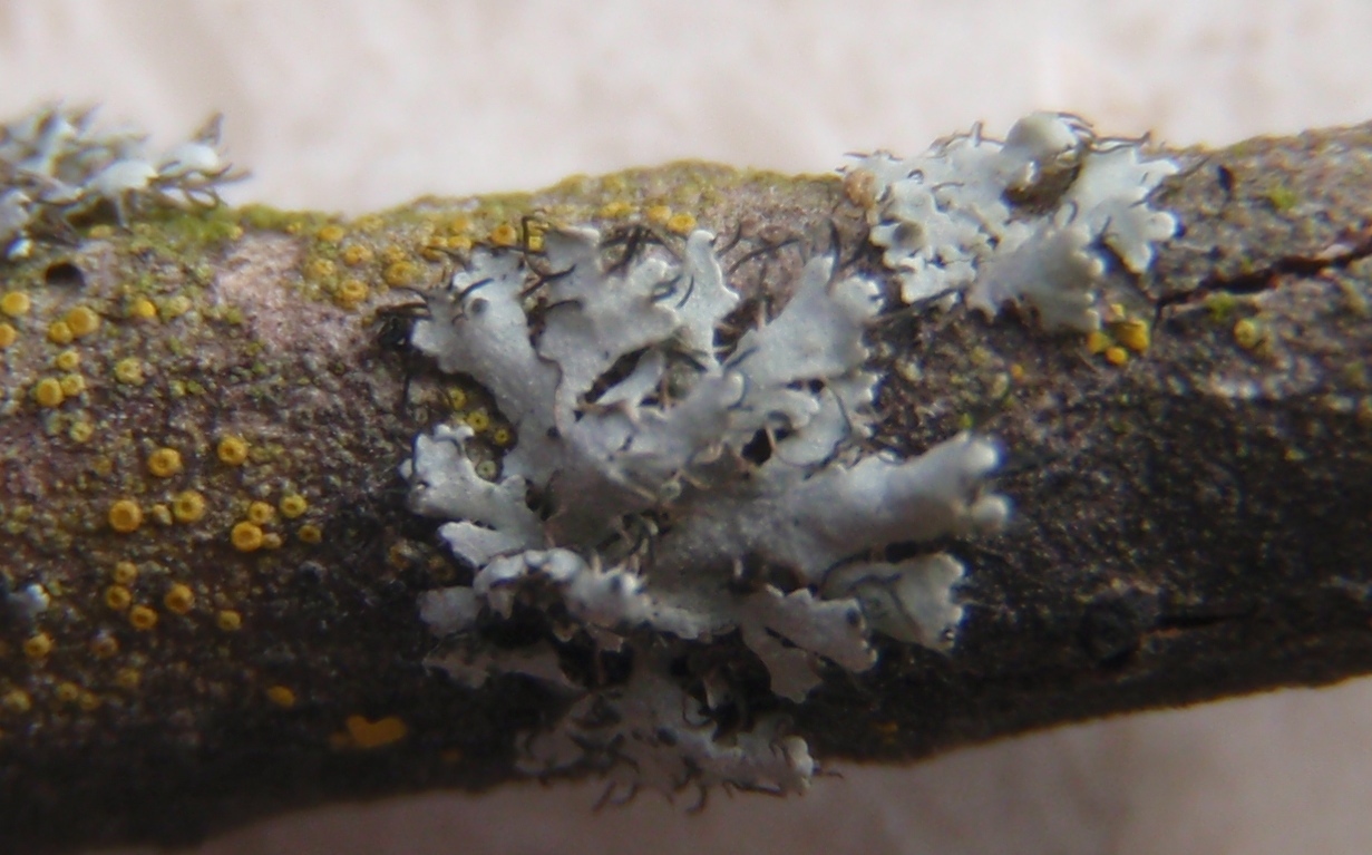 Physcia?