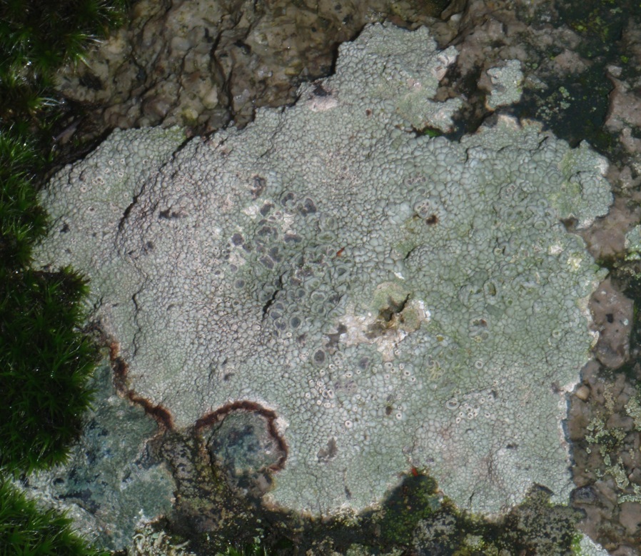 Fungo lichenicolo su Xanthoparmelia tinctina?