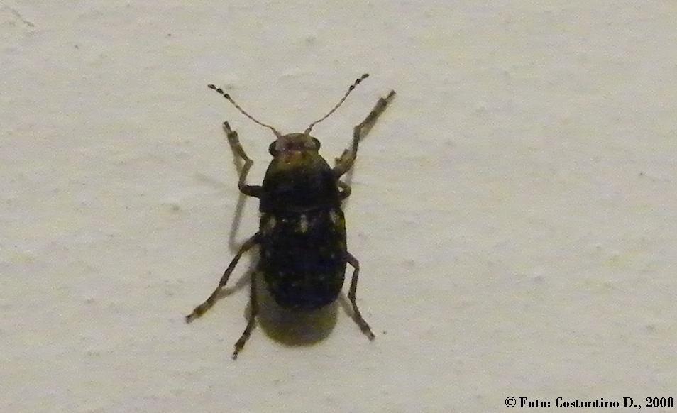 Dermestidae? Araecerus fasciculatus