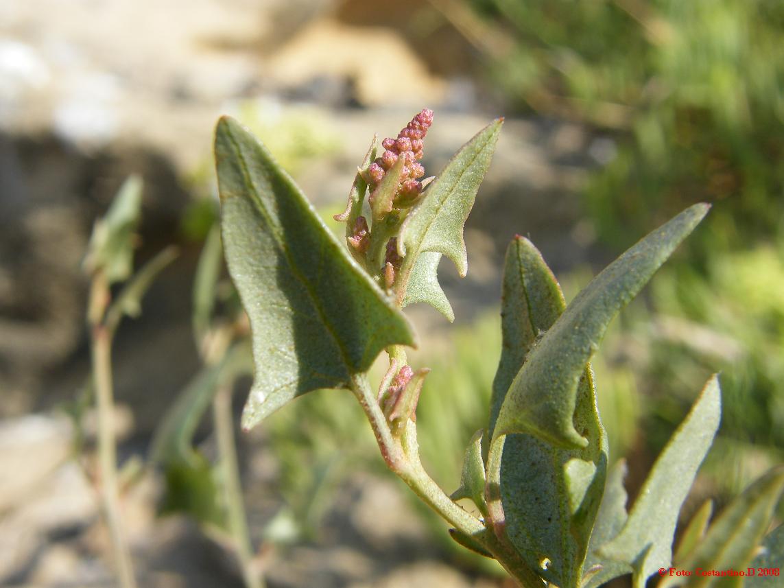 Atriplex prostrata / Atriplice comune
