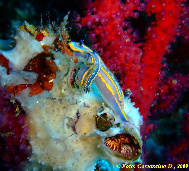 Hypselodoris tricolor