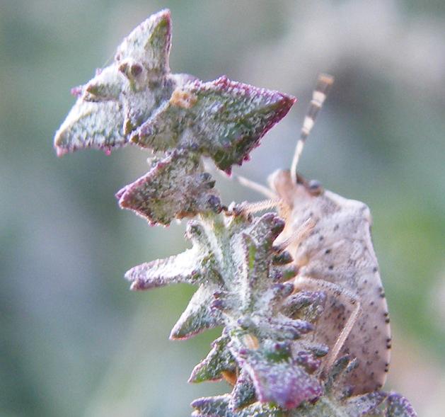 Pentatomidae su Atriplex