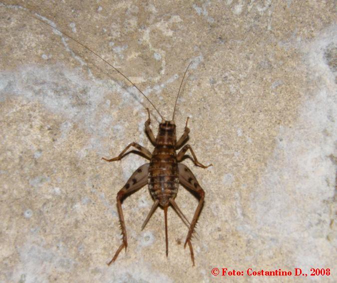 visite in ambulatorio: Acheta domesticus (ortottero)